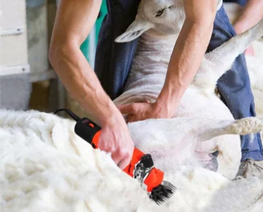 مزایای خرید پشم چین برقی