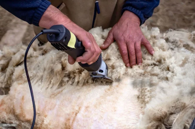 نکات کلیدی برای نگهداری بهتر از دام‌ها با پشم‌چین برقی زوبر