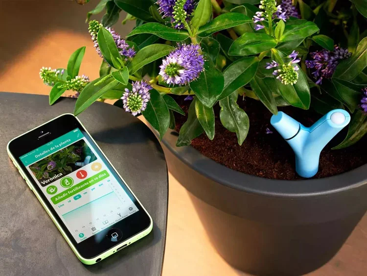 قدرت گل طوطی